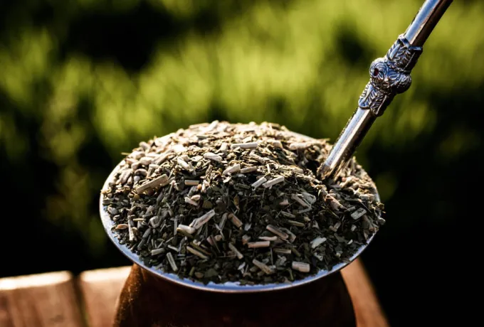 mate çayı nedir mate çayı faydaları