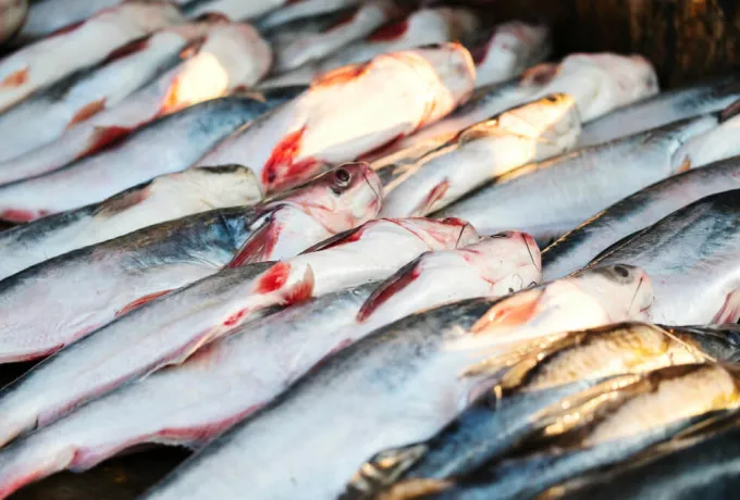 Balığın Faydaları Nelerdir