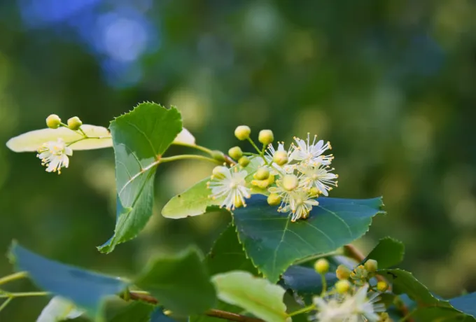 ıhlamurun faydaları