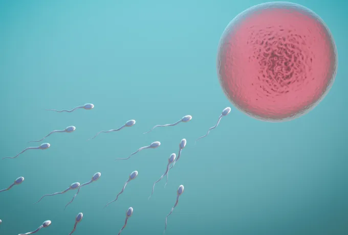 Sperm ve yumurta
