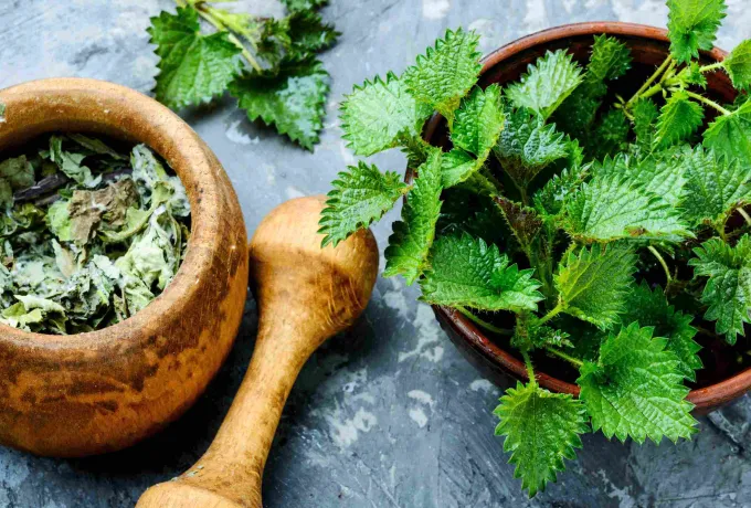 isirgan-otunun-faydalari