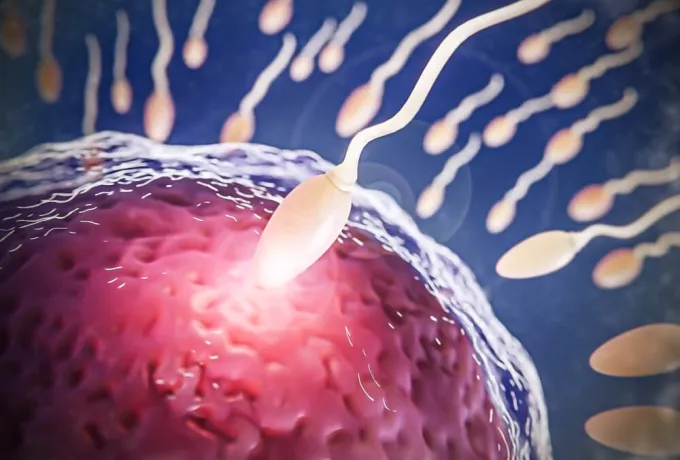 Meni Nedir? Meni ve Sperm Arasındaki Farklar Nelerdir?