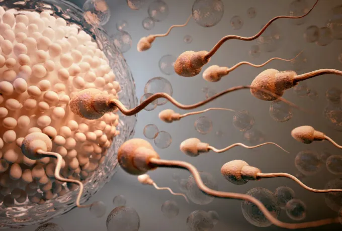 Sperm Azlığı (Oligospermi)