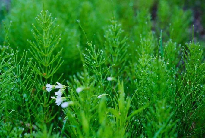 kirkkilit-otu-faydalari