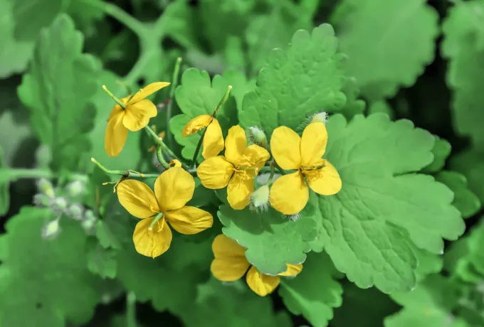 kırlangıç otu faydaları