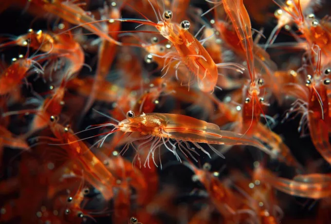 krill yağının faydaları