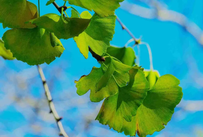 ginkgo-biloba
