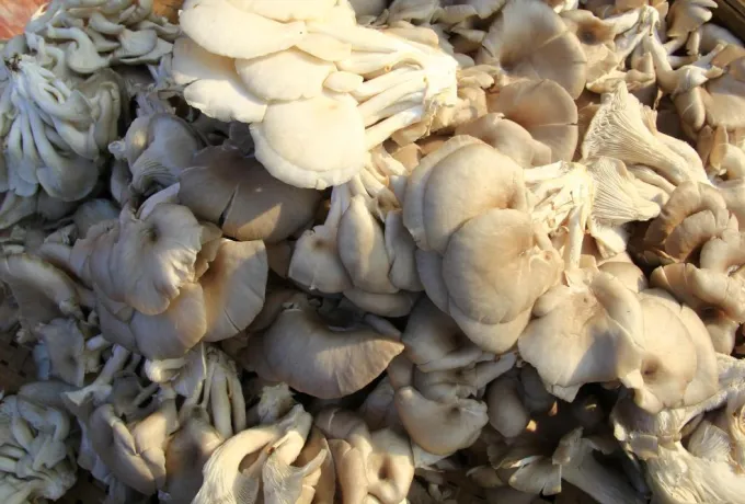 istiridye mantarı faydaları