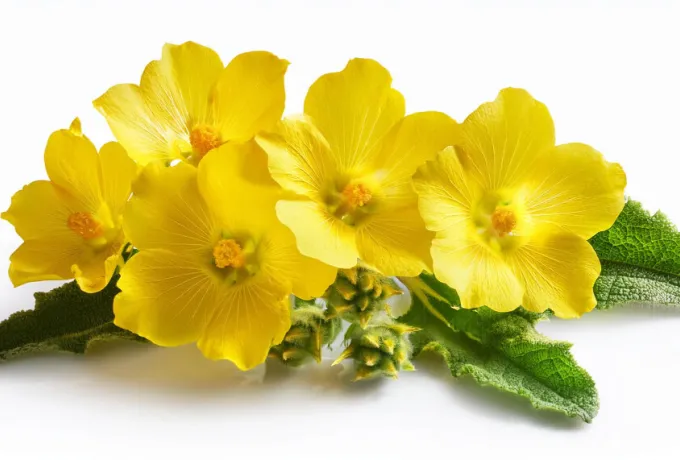 Mullein (Mülen) Yaprağı Faydaları Nelerdir