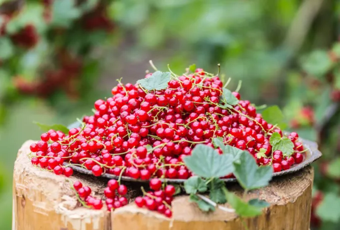 gilaburu nedir faydaları nelerdir