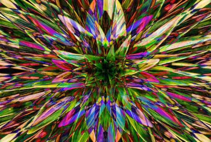 Ayahuasca Çayı Nedir