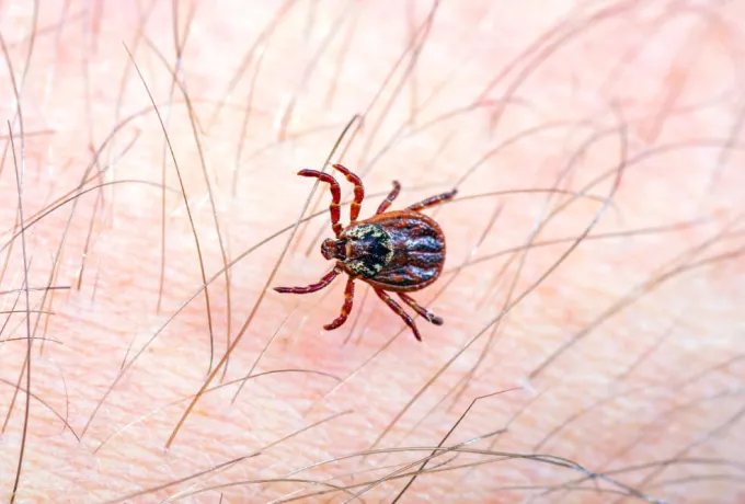 keneden korunmak için alınabilecek önlemler