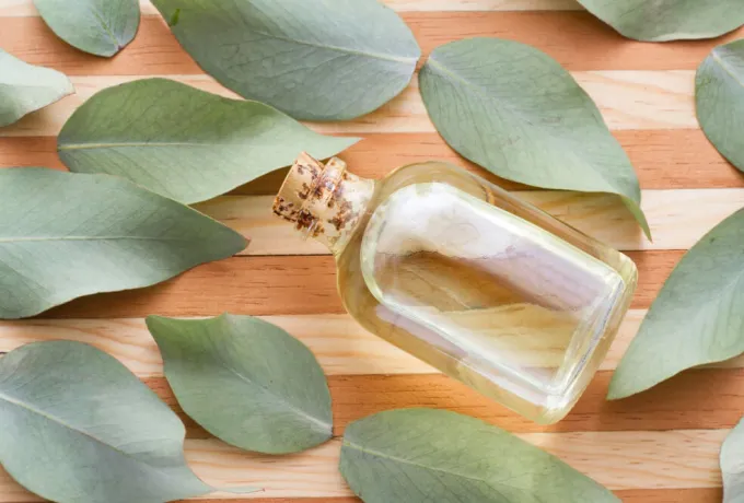 okaliptus yağı faydaları