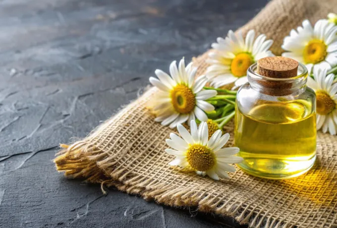 papatya yağı faydaları