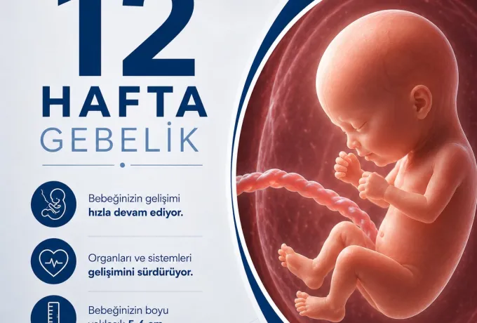 12 Hafta Gebelik