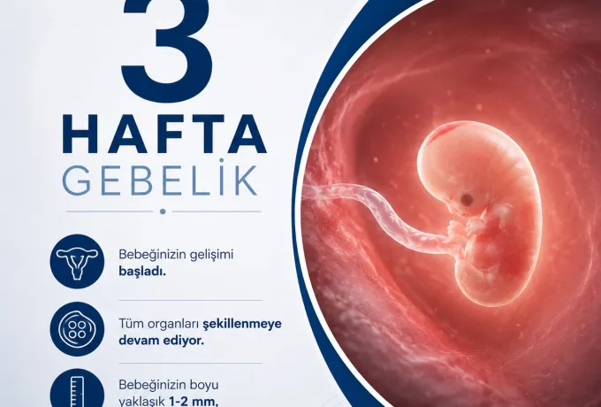 3 Hafta Gebelik