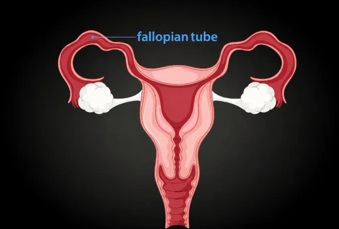 fallop tüpleri nelerdir