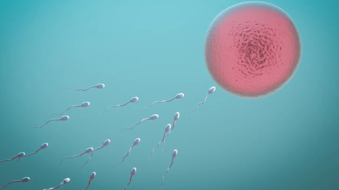 Sperm ve yumurta