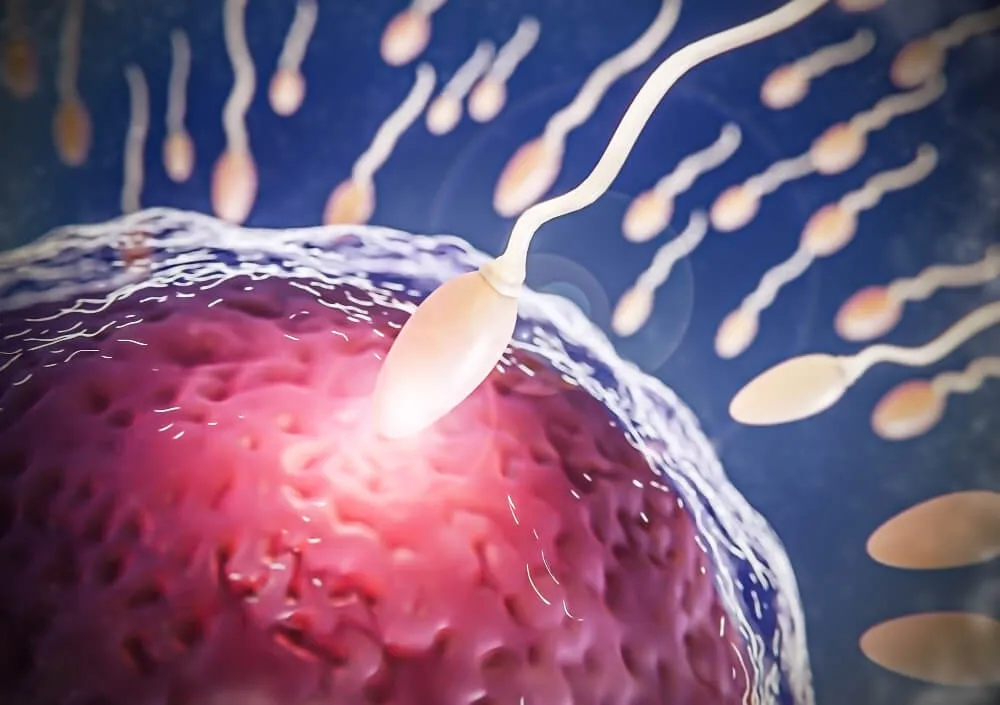 Meni Nedir? Meni ve Sperm Arasındaki Farklar Nelerdir?