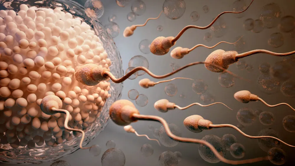 Sperm Azlığı (Oligospermi)
