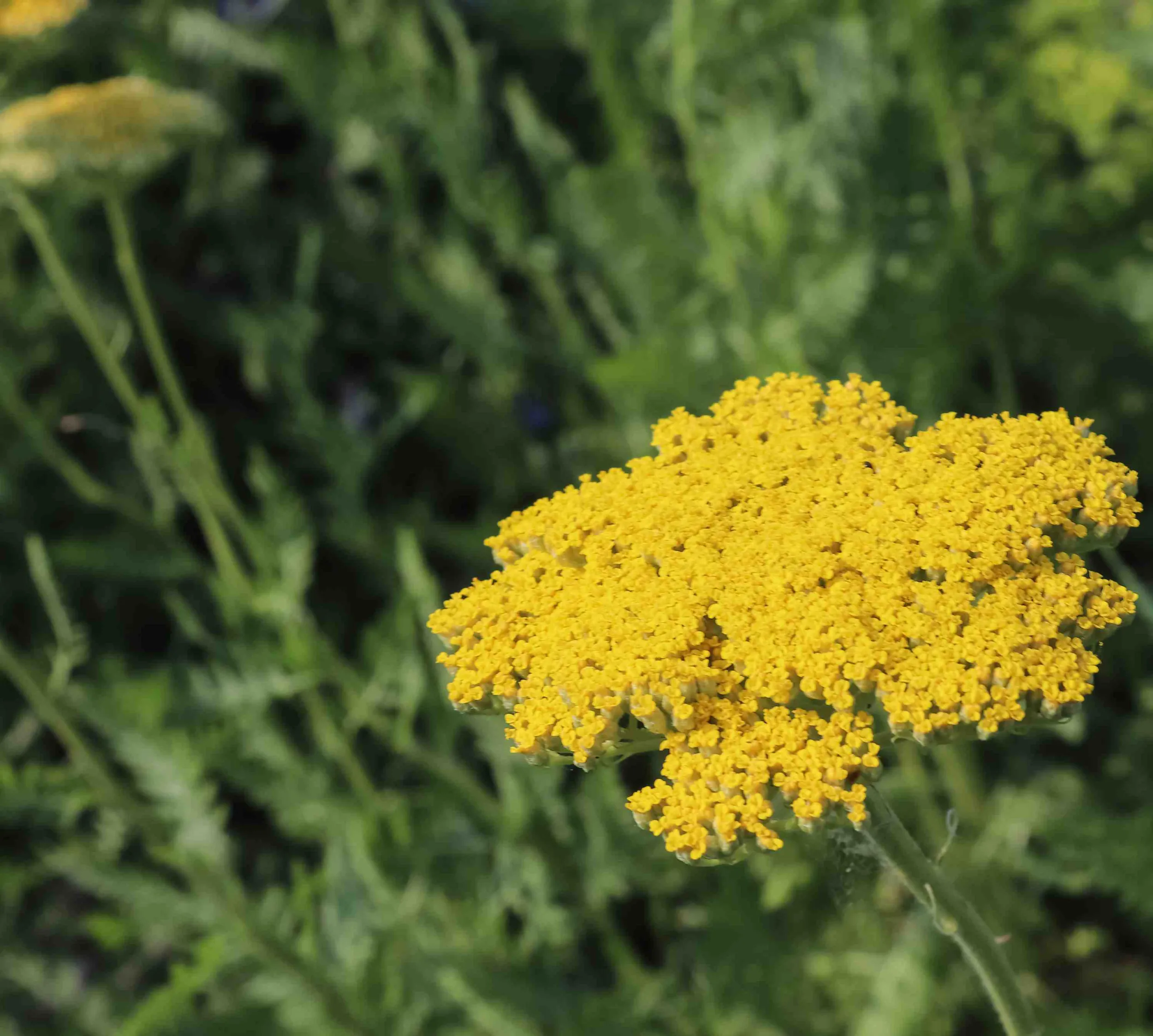 civan-percemi-faydalari