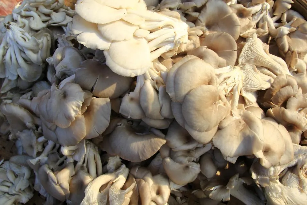 istiridye mantarı faydaları