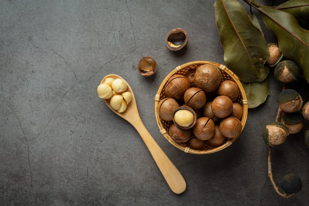 Macadamia (Makademya) Fındığı Nedir, Faydaları Nelerdir?