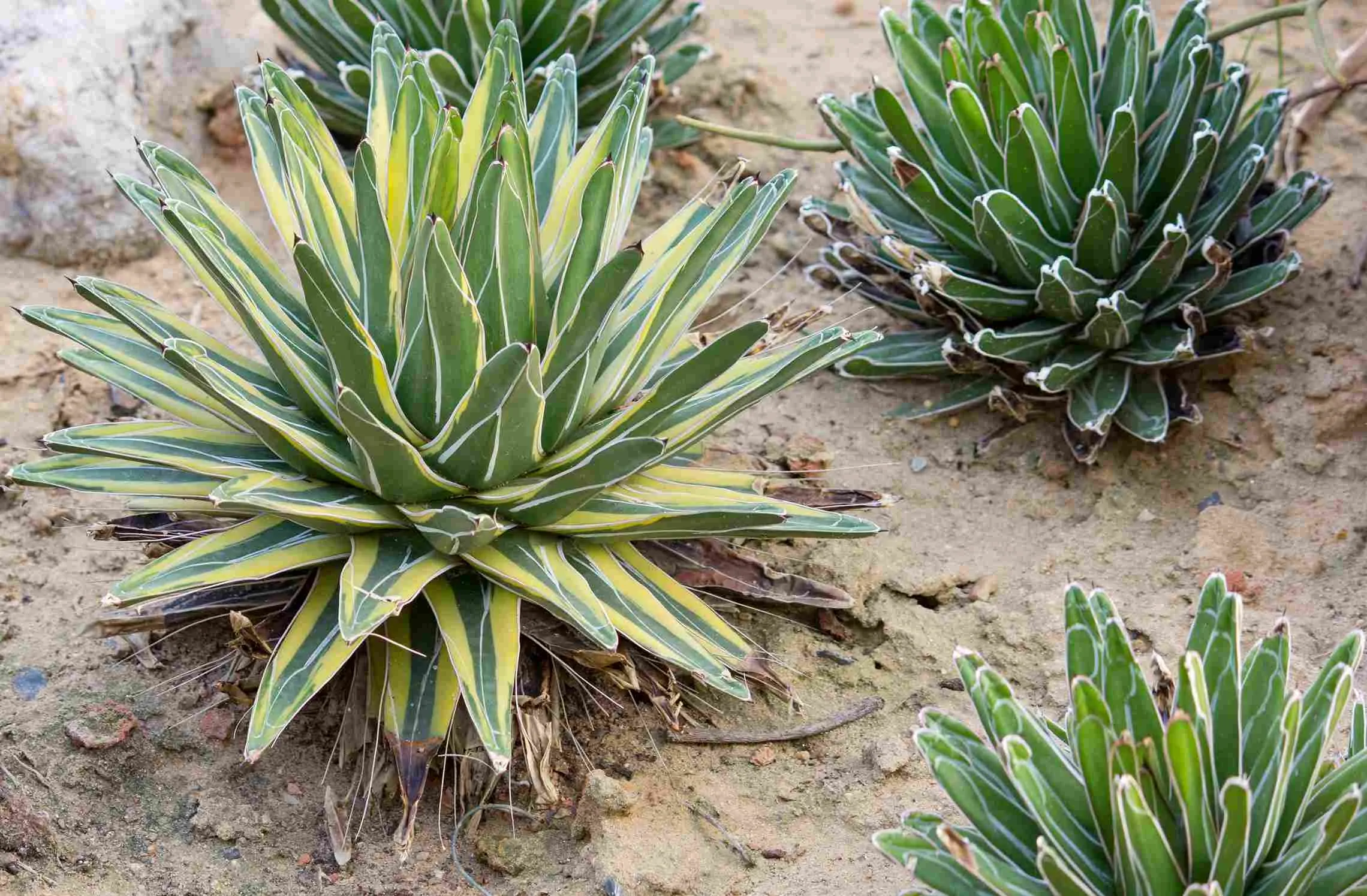 agave