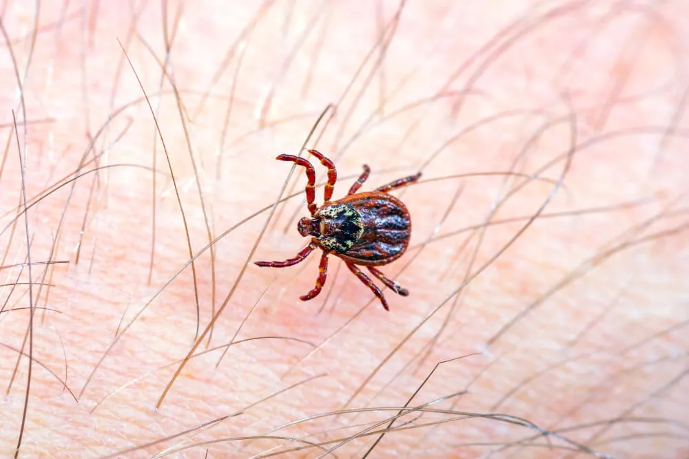 keneden korunmak için alınabilecek önlemler