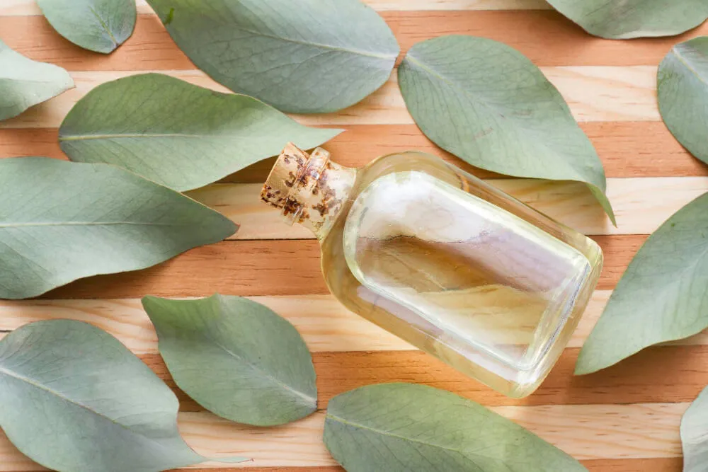 okaliptus yağı faydaları