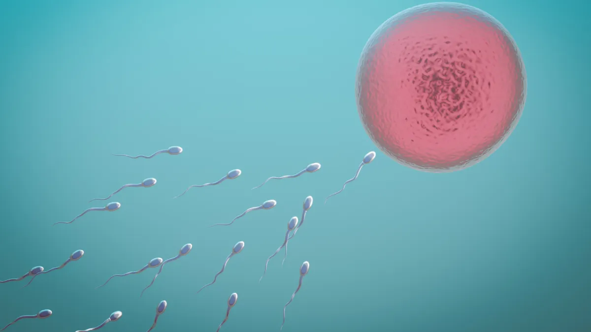 Sperm ve yumurta
