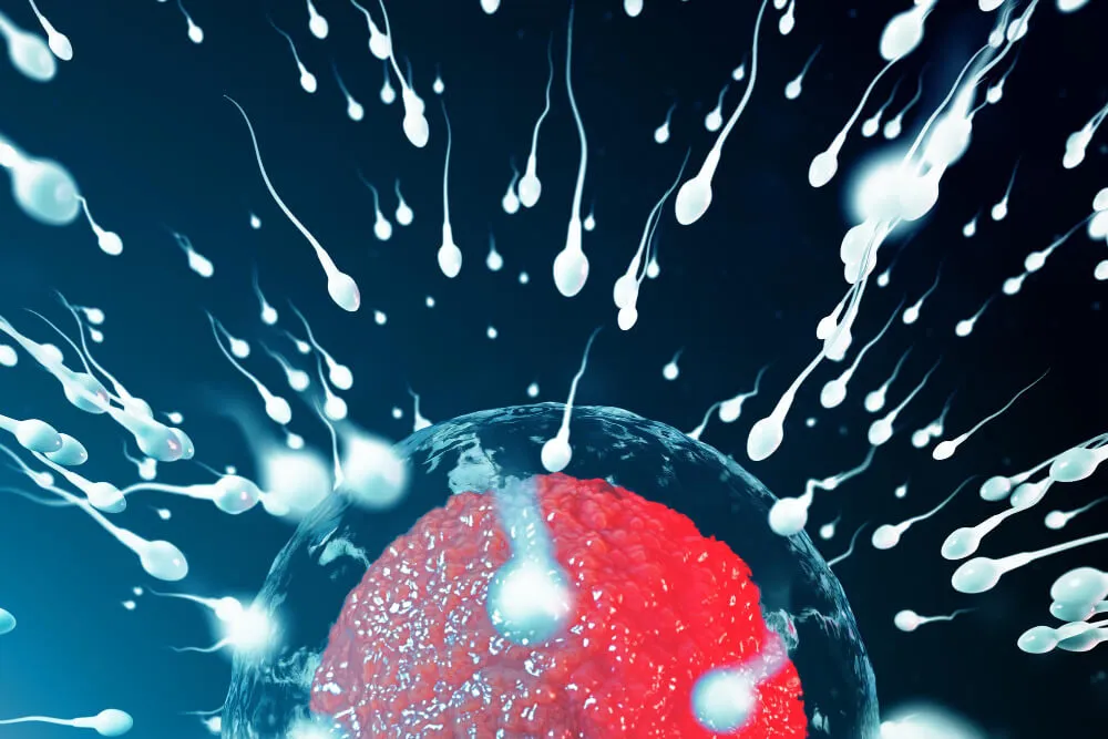 sperm dondurma nedir