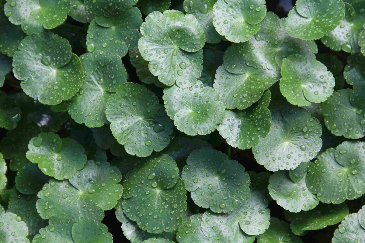 gotu-kola