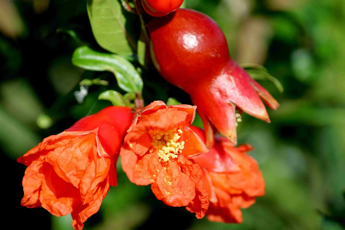 nar-ciceginin-faydalari