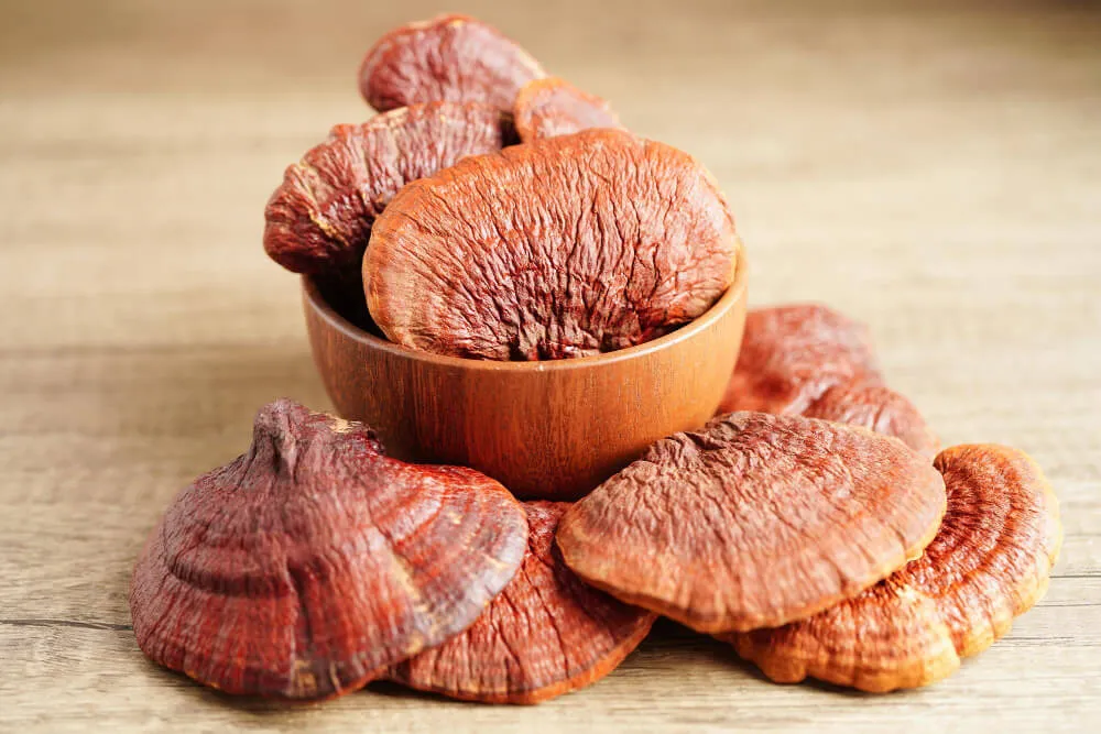 reishi mantarı faydaları