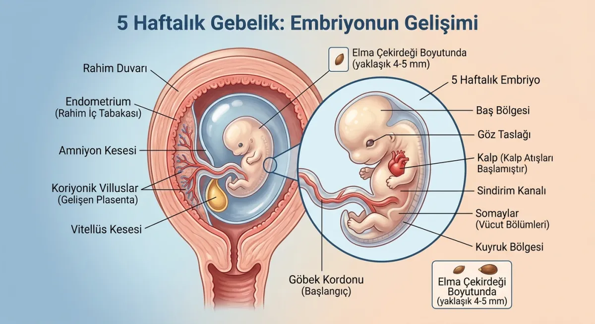 5 haftalık hamilelik
