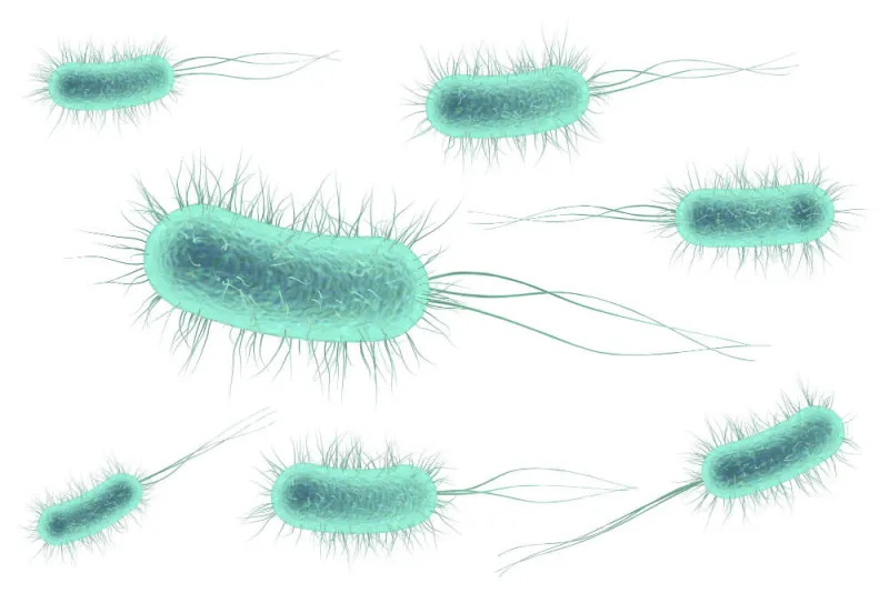 Salmonella
