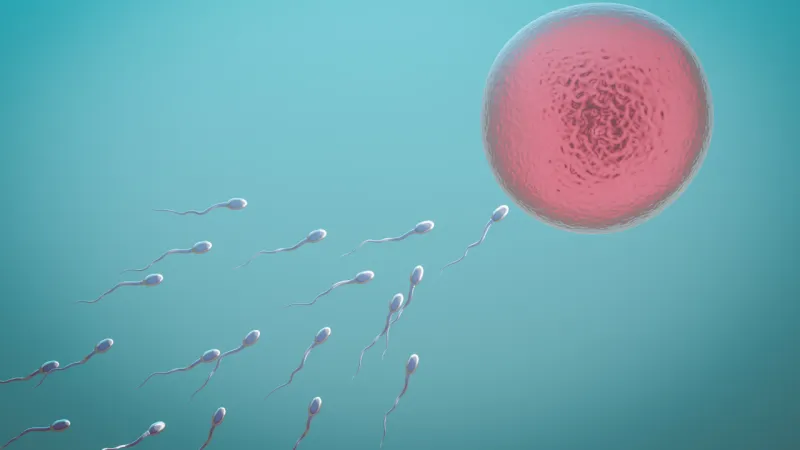 Sperm ve yumurta