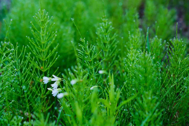 kirkkilit-otu-faydalari