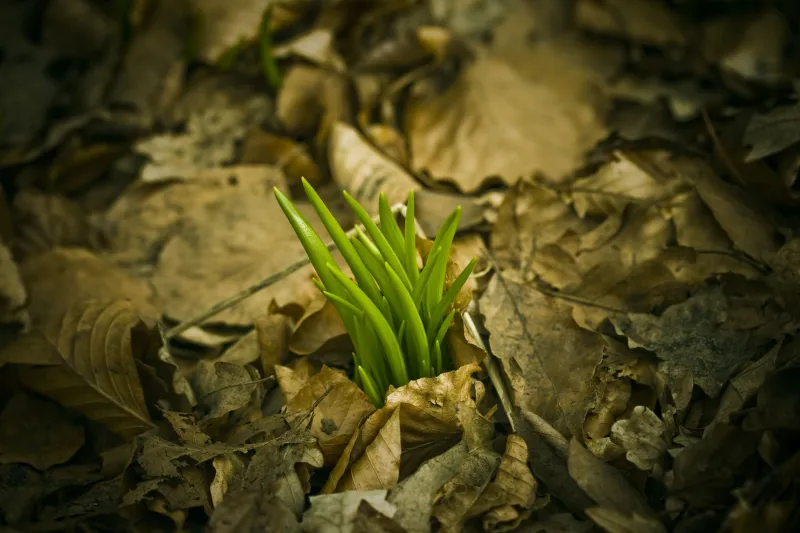 Güzelavrat otu temsili görseli