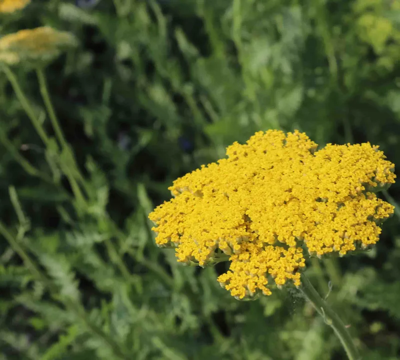 civan-percemi-faydalari