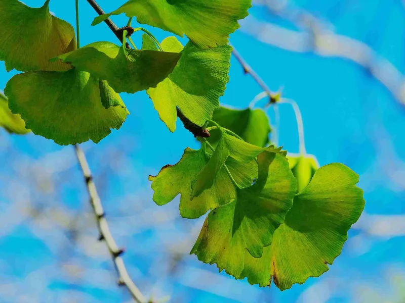 ginkgo-biloba
