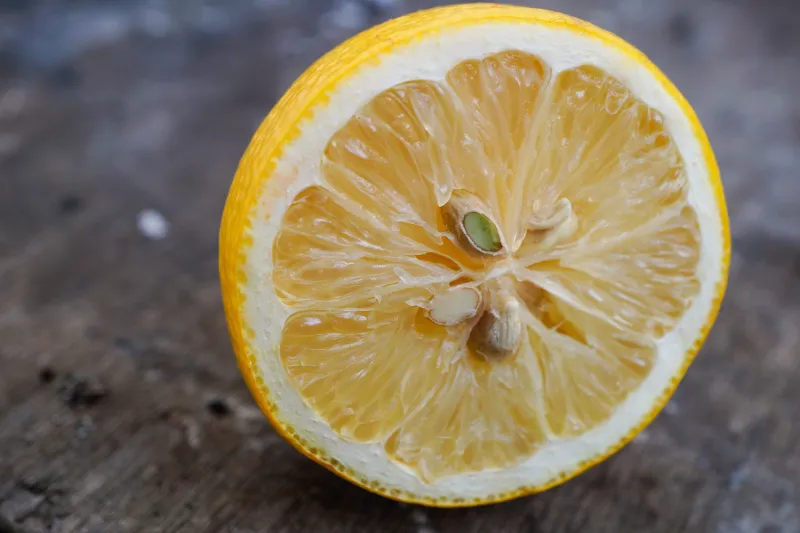 Limon çekirdeği