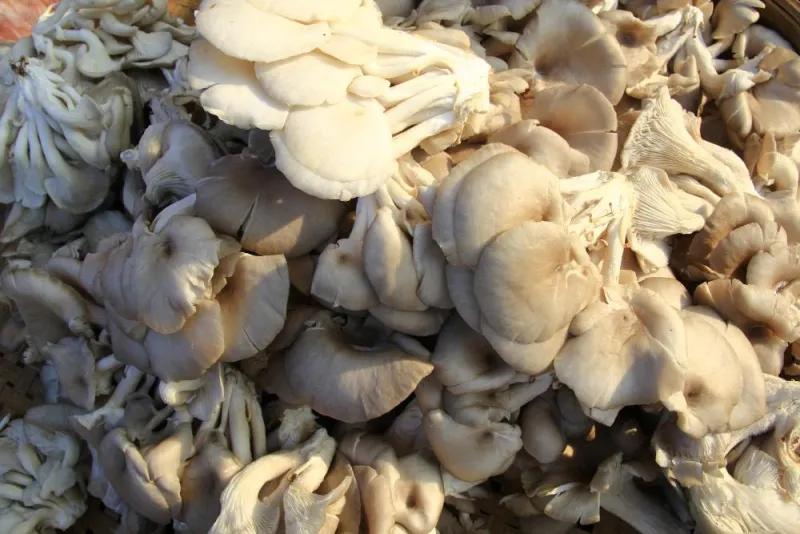 istiridye mantarı faydaları