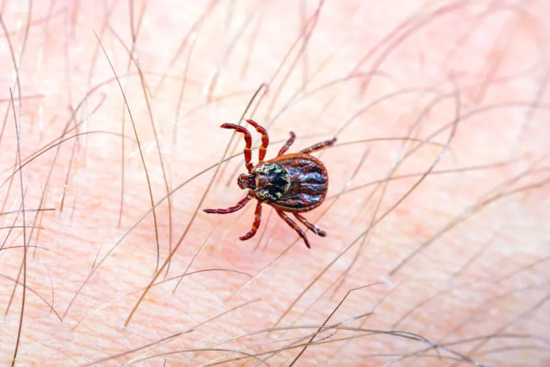 keneden korunmak için alınabilecek önlemler