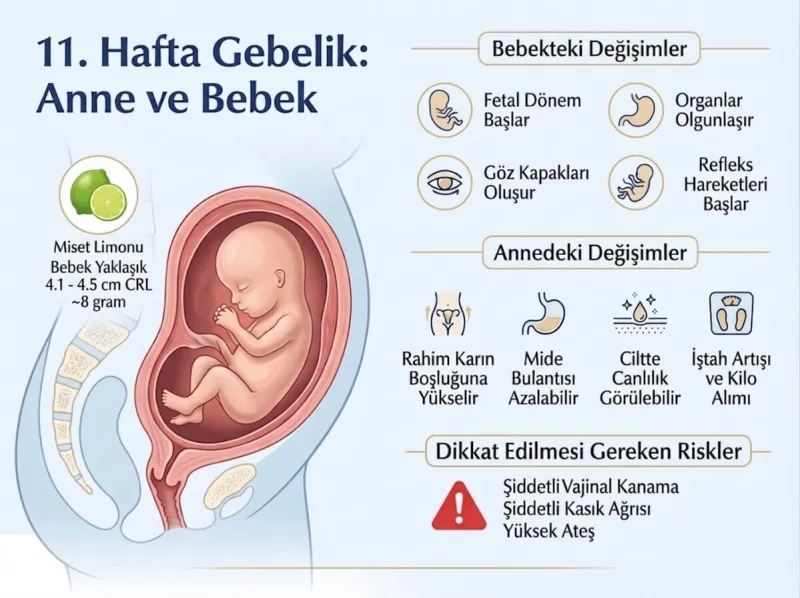 11 Hafta Gebelik Anne ve Bebekteki Değişimler