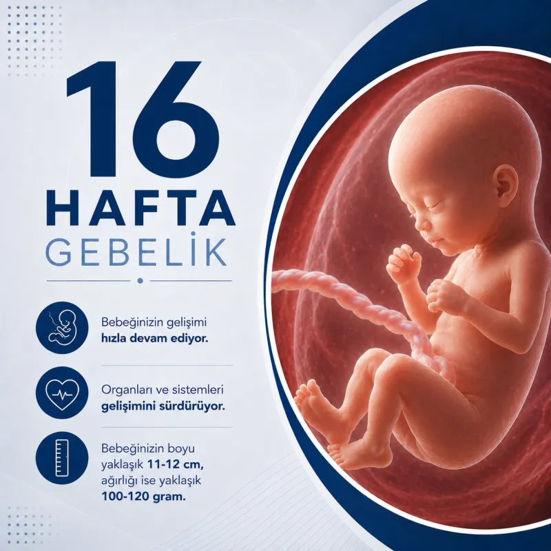 16 Hafta Gebelik
