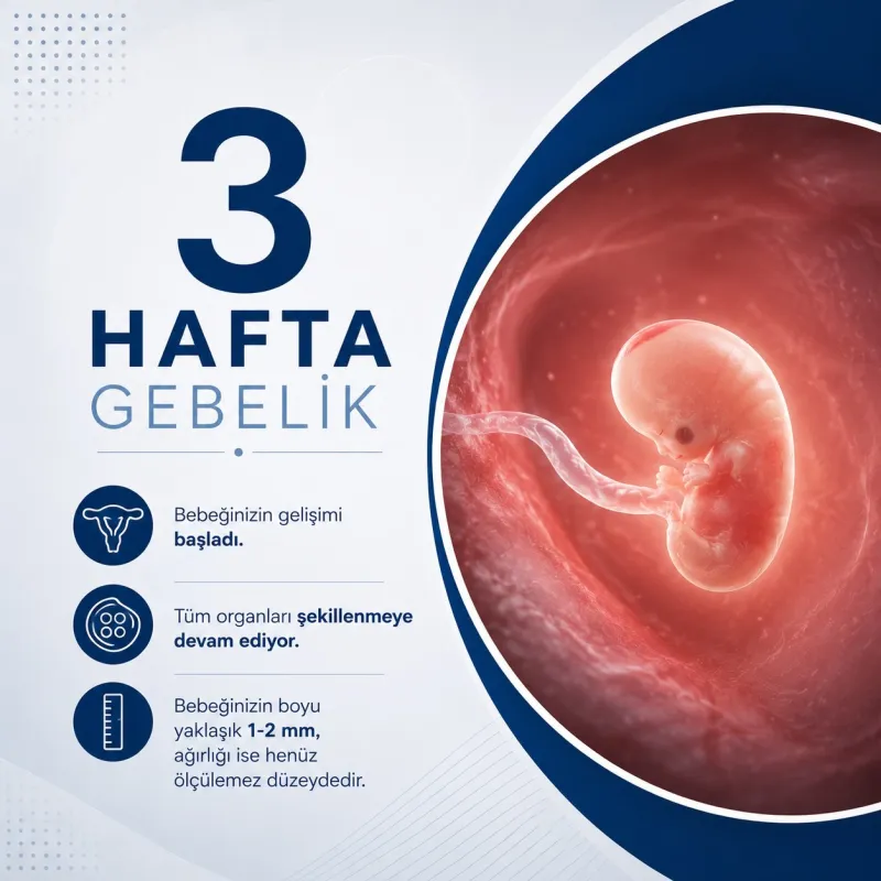 3 Hafta Gebelik