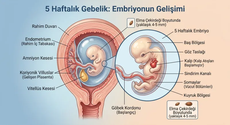 5 haftalık hamilelik