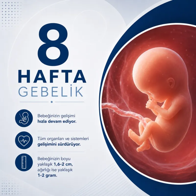 8 haftalık gebelik